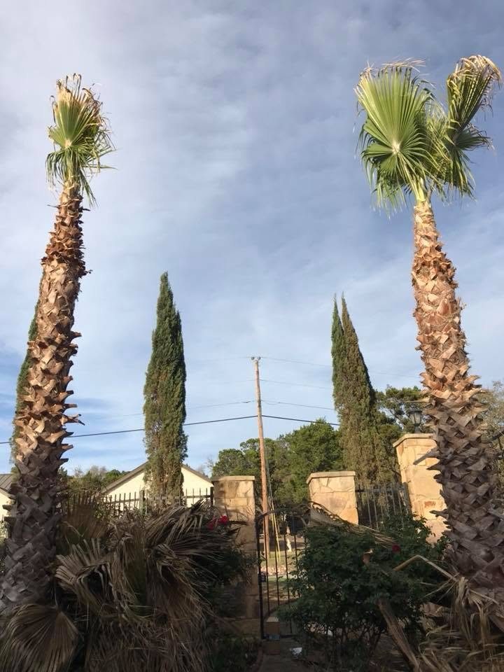Trimmed palm trees beside tall evergreens and a stone entrance